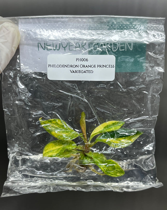 Wholesale Philodendron Orange Princess Variegated Tissue Culture (10 Bags)
