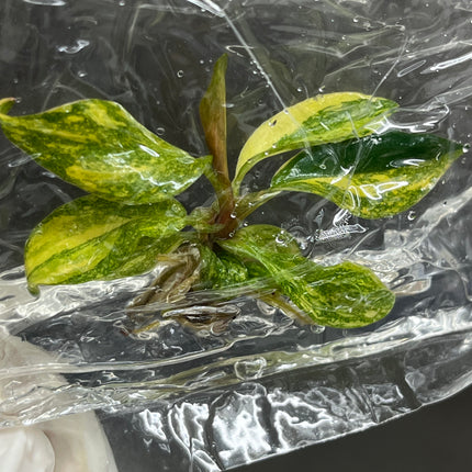 Wholesale Philodendron Orange Princess Variegated Tissue Culture (10 Bags)