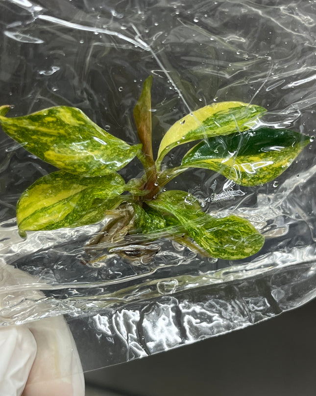 Wholesale Philodendron Orange Princess Variegated Tissue Culture (10 Bags)