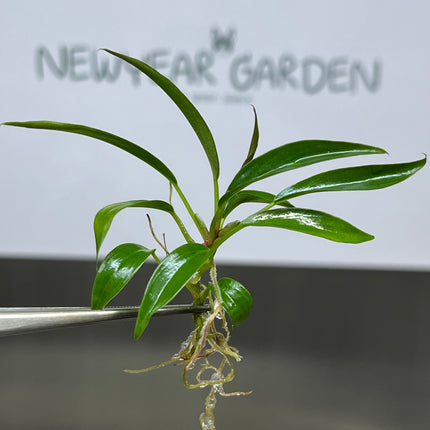 Wholesale Philodendron Pluto Tissue Culture (10 Bags)