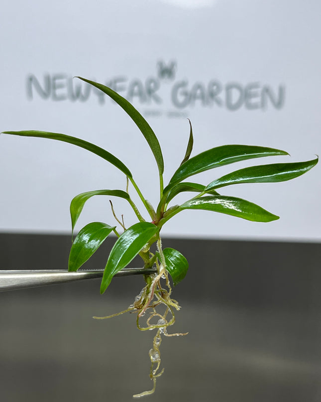 Wholesale Philodendron Pluto Tissue Culture (10 Bags)
