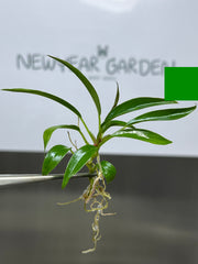 Philodendron Pluto (5 plants/bag) Tissue culture