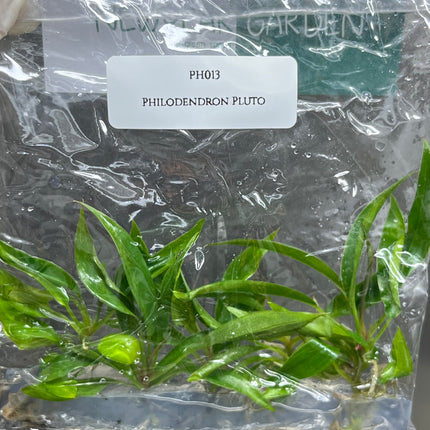 Wholesale Philodendron Pluto Tissue Culture (10 Bags)