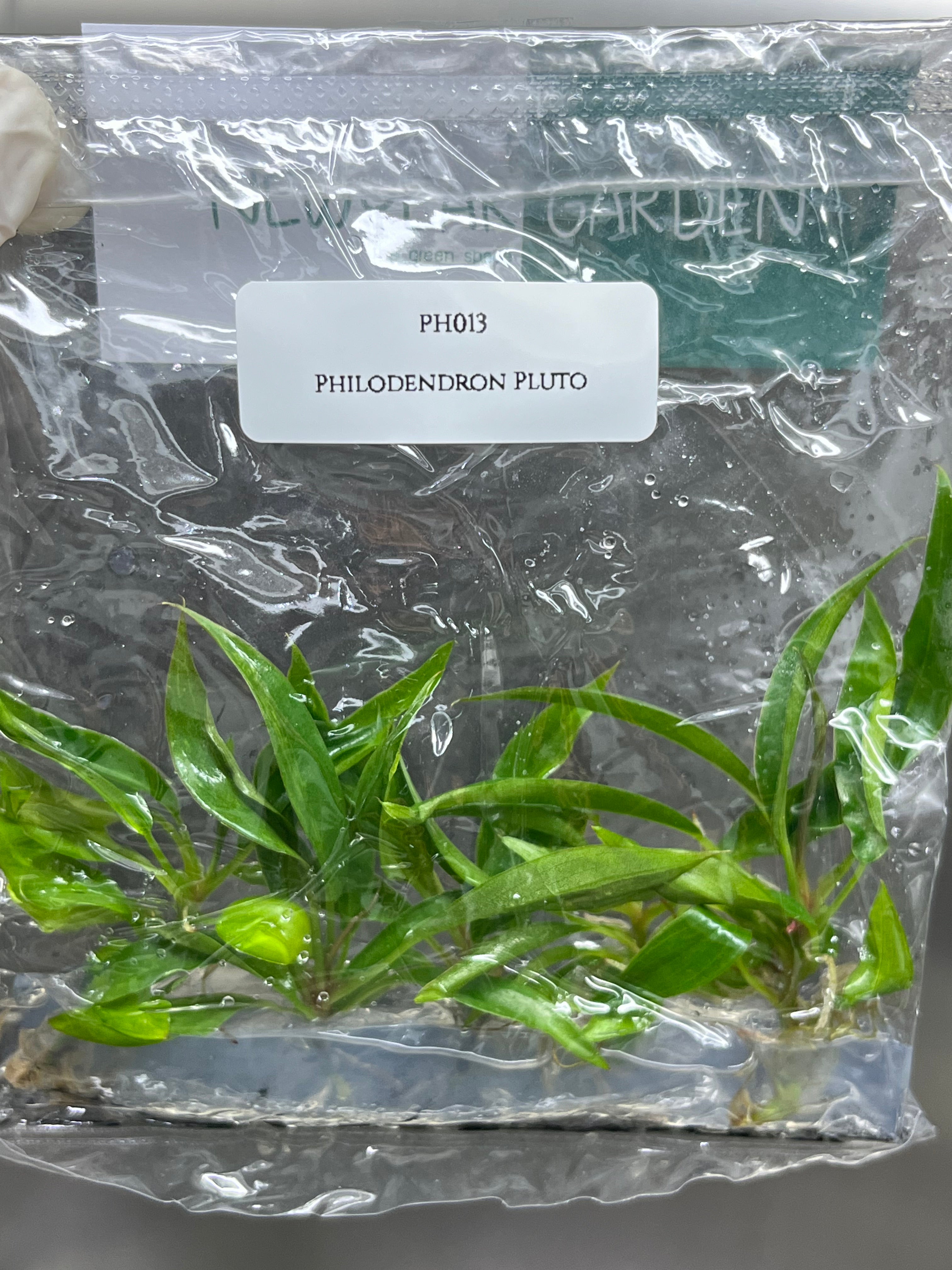 Philodendron Pluto (5 plants/bag) Tissue culture