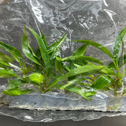 Wholesale Philodendron Pluto Tissue Culture (10 Bags)