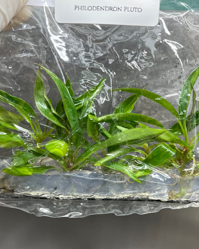 Wholesale Philodendron Pluto Tissue Culture (10 Bags)