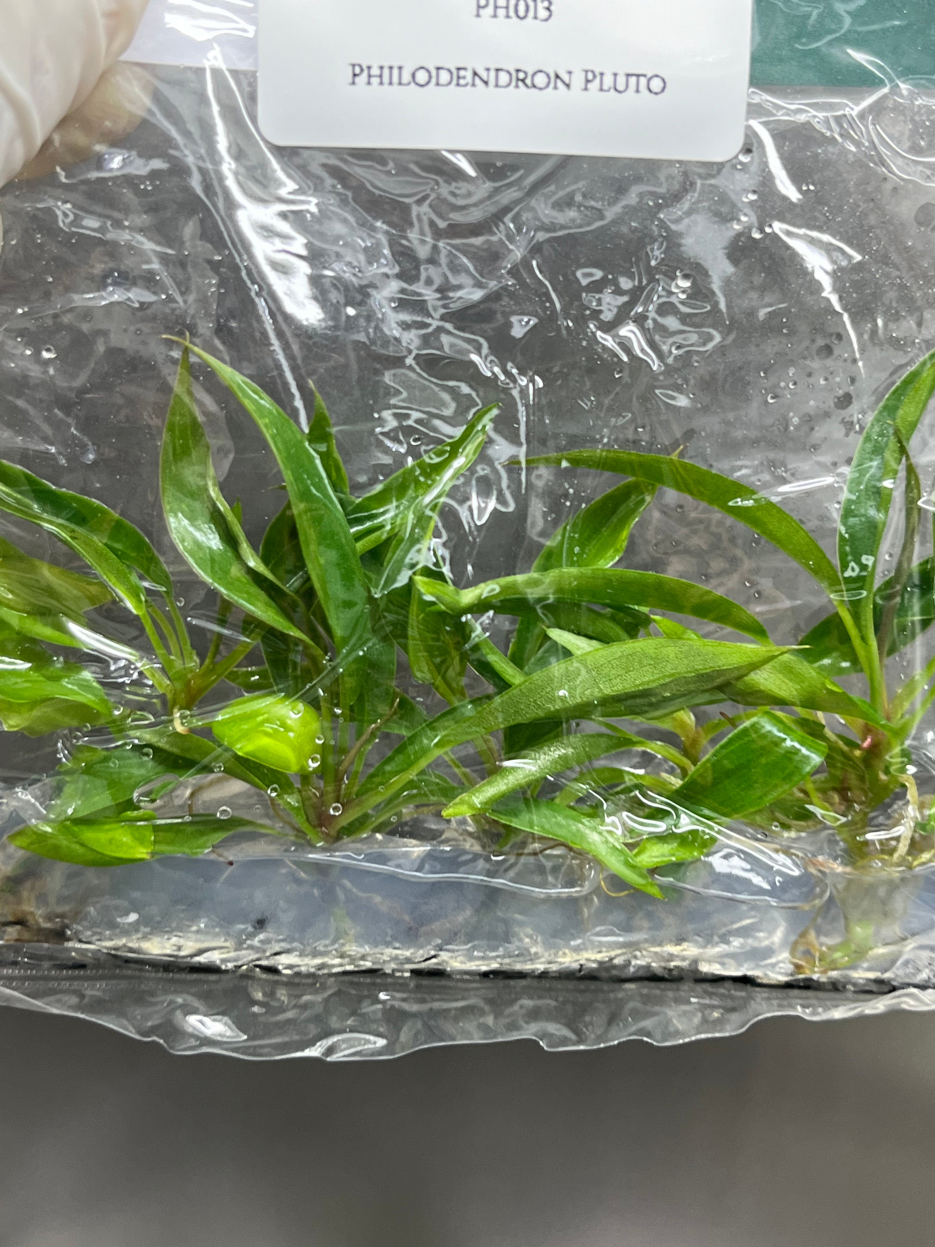 Philodendron Pluto (5 plants/bag) Tissue culture