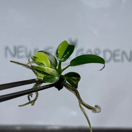 Philodendron Golden Dragon Variegated Tissue Culture (1 plant/bag)