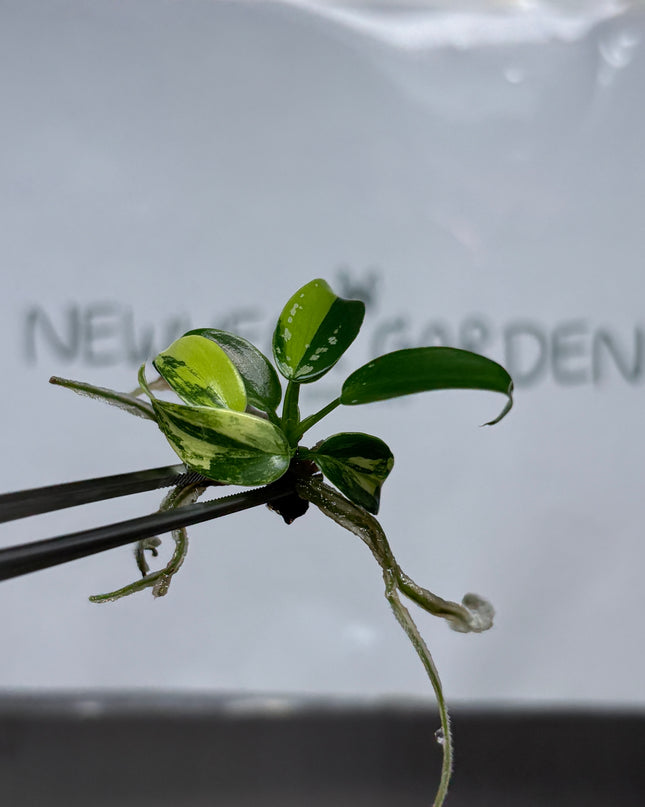 Philodendron Golden Dragon Variegated Tissue Culture (1 plant/bag)