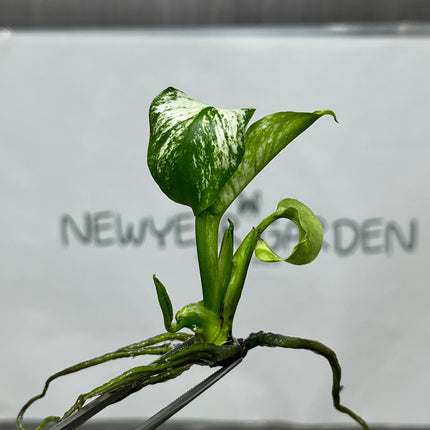 Monstera Devil Monster Variegated Tissue Culture (1 plant/bag)