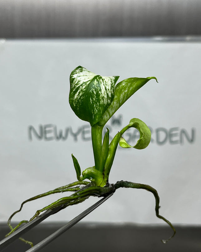 Monstera Devil Monster Variegated Tissue Culture (1 plant/bag)
