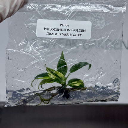 Philodendron Golden Dragon Variegated Tissue Culture (1 plant/bag)