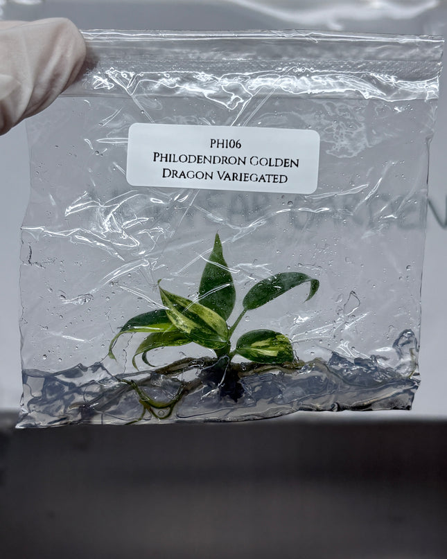 Philodendron Golden Dragon Variegated Tissue Culture (1 plant/bag)