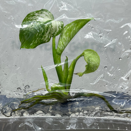 Monstera Devil Monster Variegated Tissue Culture (1 plant/bag)