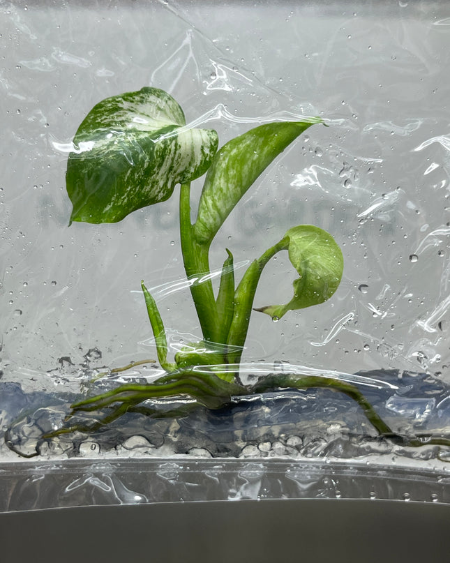 Monstera Devil Monster Variegated Tissue Culture (1 plant/bag)