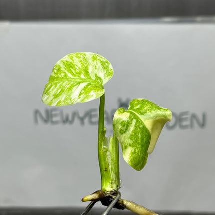 Monstera Legacy Variegated (Thai Con.) Tissue Culture (1 plant/bag)