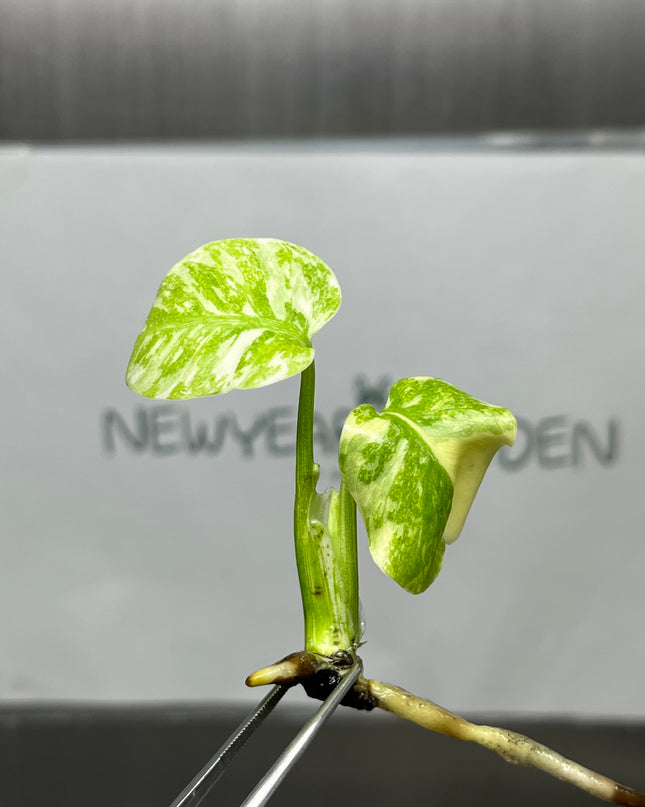 Monstera Legacy Variegated (Thai Con.) Tissue Culture (1 plant/bag)
