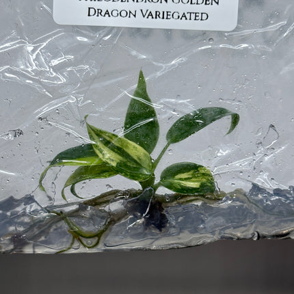 Philodendron Golden Dragon Variegated Tissue Culture (1 plant/bag)