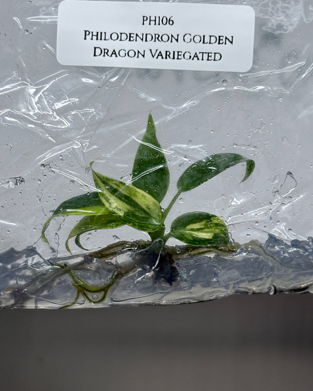 Philodendron Golden Dragon Variegated Tissue Culture (1 plant/bag)