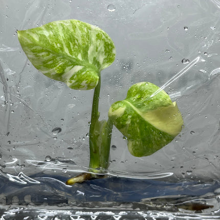 Monstera Legacy Variegated (Thai Con.) Tissue Culture (1 plant/bag)