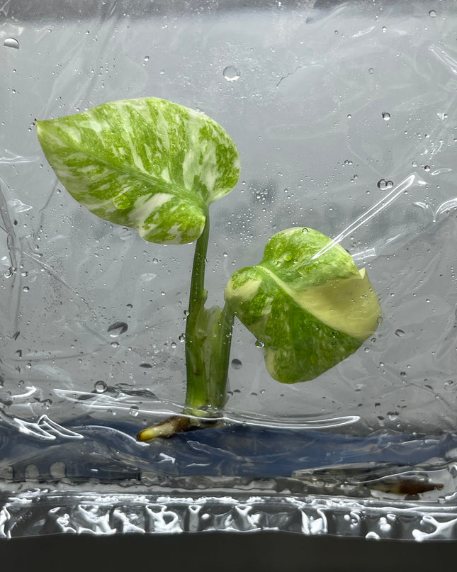 Monstera Legacy Variegated (Thai Con.) Tissue Culture (1 plant/bag)