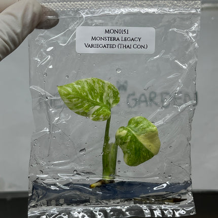 Monstera Legacy Variegated (Thai Con.) Tissue Culture (1 plant/bag)