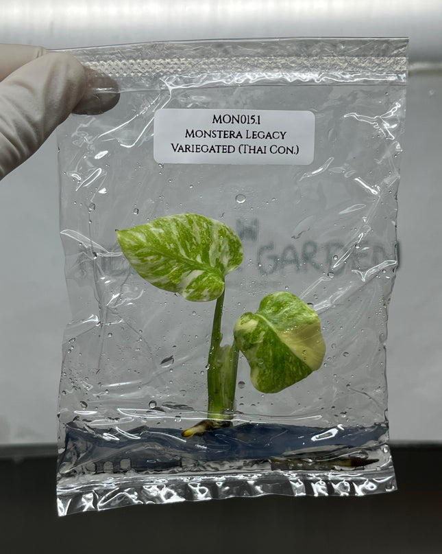 Monstera Legacy Variegated (Thai Con.) Tissue Culture (1 plant/bag)