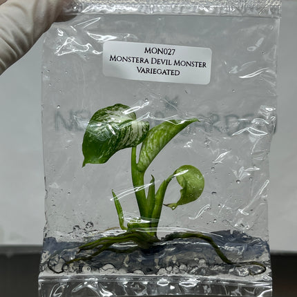 Monstera Devil Monster Variegated Tissue Culture (1 plant/bag)