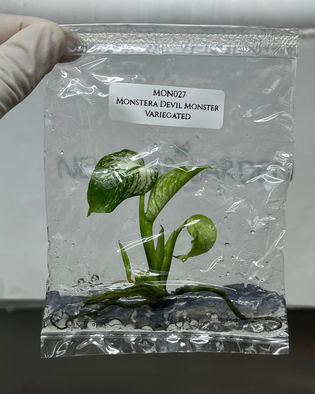 Monstera Devil Monster Variegated Tissue Culture (1 plant/bag)