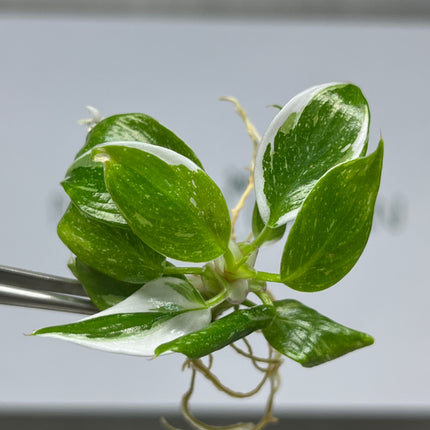 Wholesale Philodendron White Princess Variegated Tissue Culture (10 Bags)