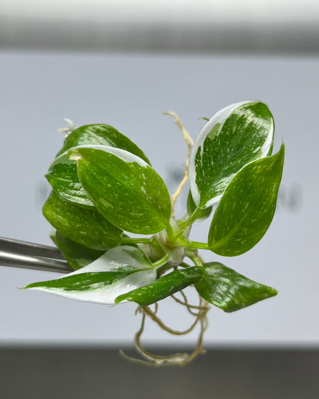 Wholesale Philodendron White Princess Variegated Tissue Culture (10 Bags)