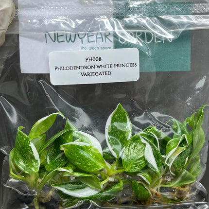 Wholesale Philodendron White Princess Variegated Tissue Culture (10 Bags)