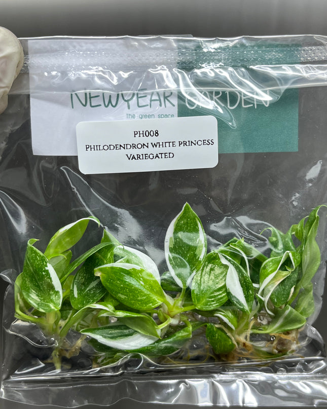 Wholesale Philodendron White Princess Variegated Tissue Culture (10 Bags)