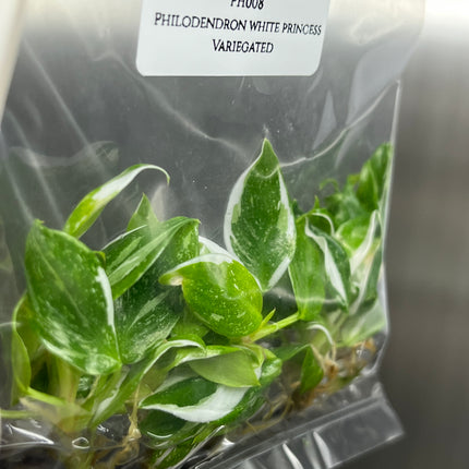 Wholesale Philodendron White Princess Variegated Tissue Culture (10 Bags)