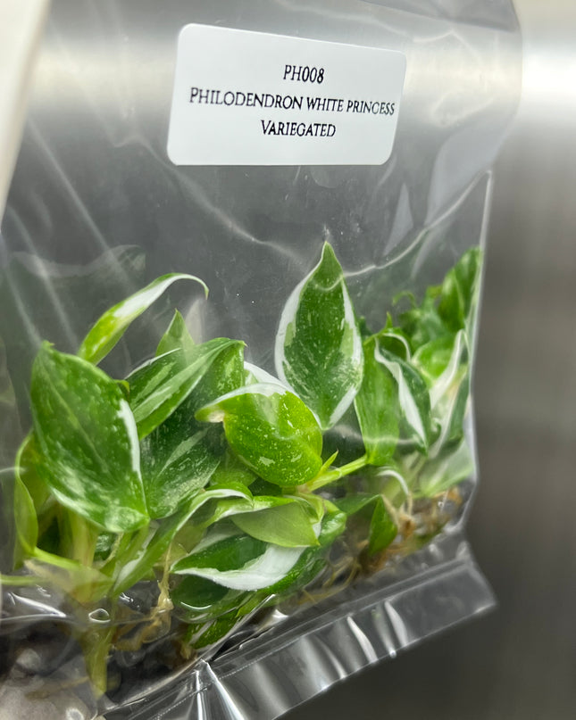 Wholesale Philodendron White Princess Variegated Tissue Culture (10 Bags)