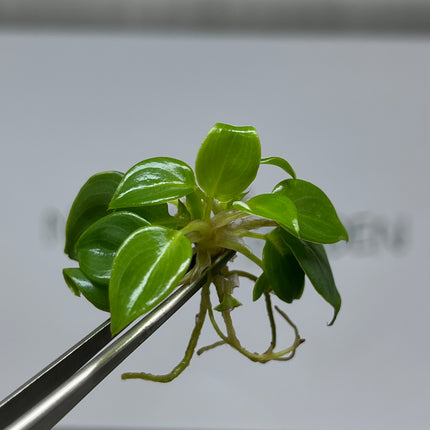 Wholesale Philodendron Billietiae Tissue Culture (10 Bags)