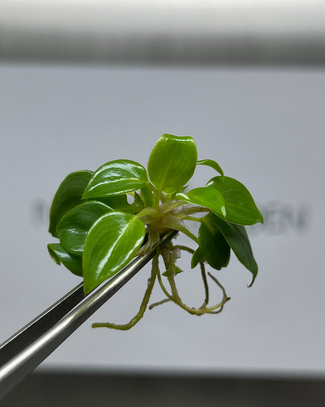 Wholesale Philodendron Billietiae Tissue Culture (10 Bags)