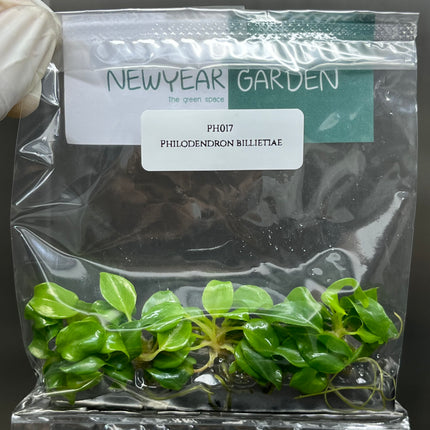 Wholesale Philodendron Billietiae Tissue Culture (10 Bags)