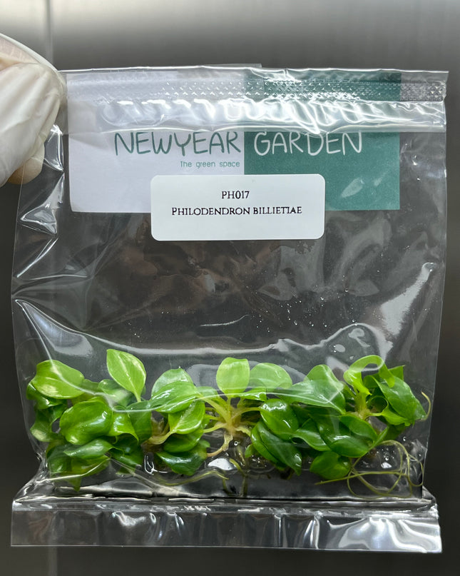 Wholesale Philodendron Billietiae Tissue Culture (10 Bags)