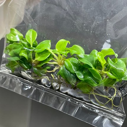 Wholesale Philodendron Billietiae Tissue Culture (10 Bags)