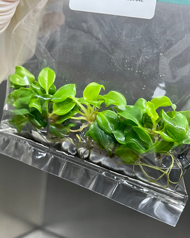 Wholesale Philodendron Billietiae Tissue Culture (10 Bags)