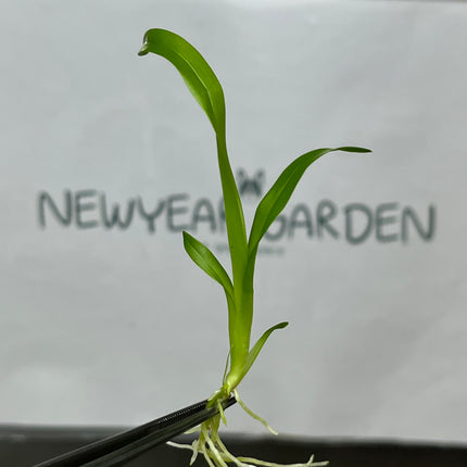 Onc. Twinkle White Yellow Lip Tissue Culture (5 plants/bag)