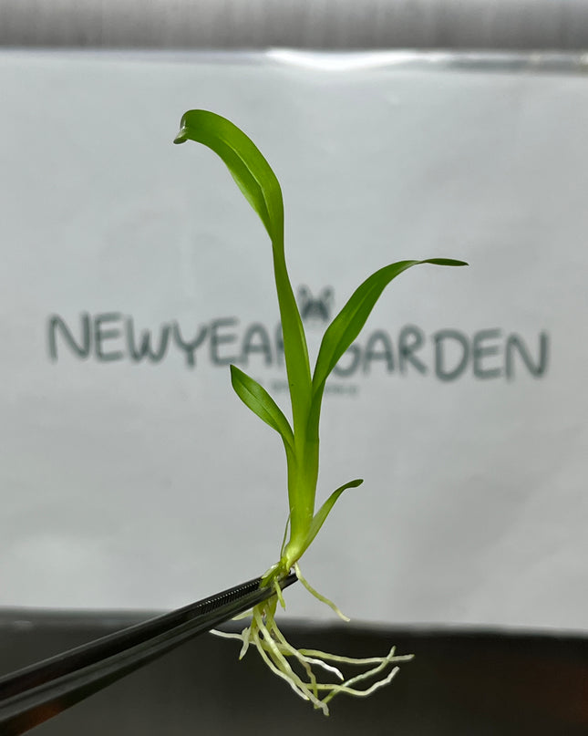 Onc. Twinkle White Yellow Lip Tissue Culture (5 plants/bag)