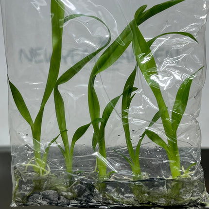 Onc. Twinkle White Yellow Lip Tissue Culture (5 plants/bag)