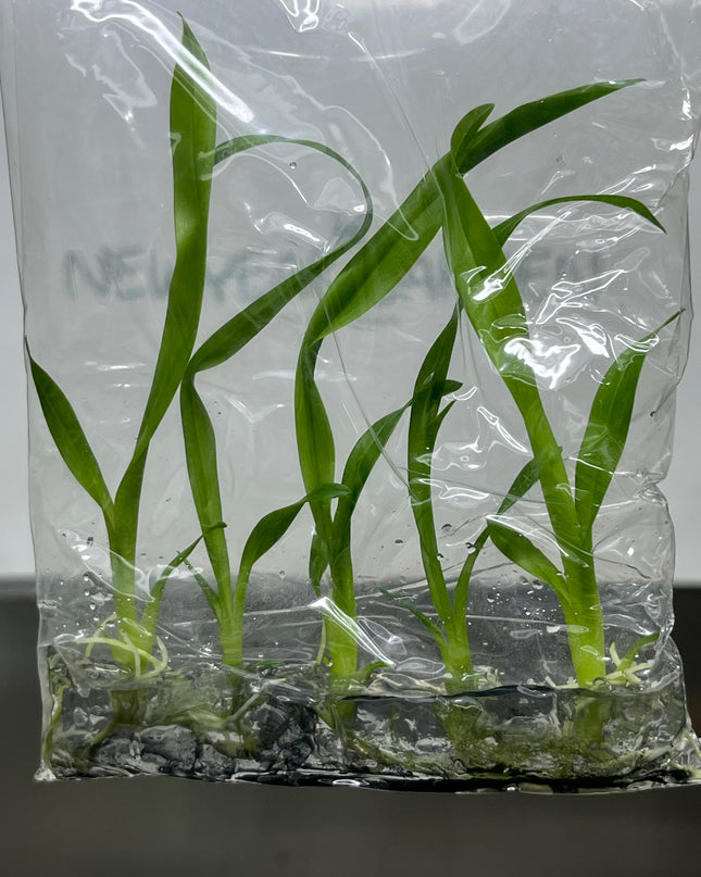 Onc. Twinkle White Yellow Lip Tissue Culture (5 plants/bag)