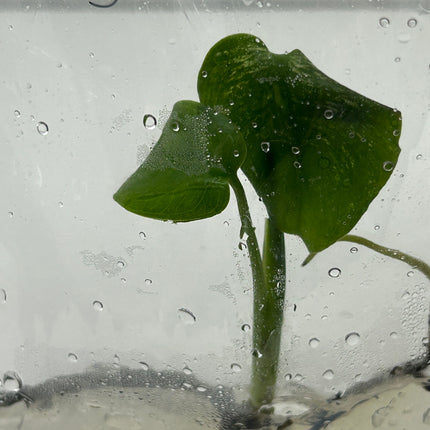 Monstera Devil Monster Variegated B Grade Tissue Culture (1 plant/bag)