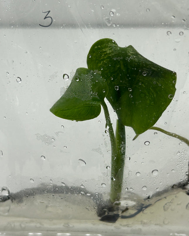 Monstera Devil Monster Variegated B Grade Tissue Culture (1 plant/bag)