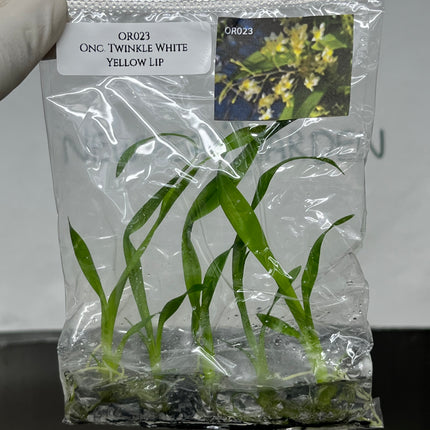 Onc. Twinkle White Yellow Lip Tissue Culture (5 plants/bag)