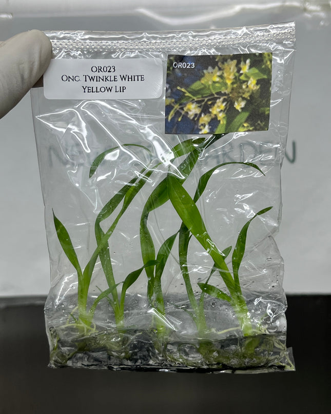 Onc. Twinkle White Yellow Lip Tissue Culture (5 plants/bag)