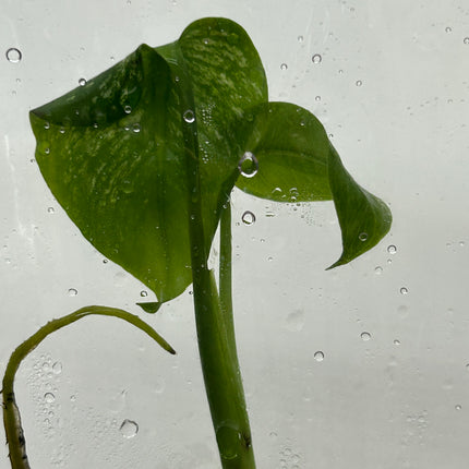 Monstera Devil Monster Variegated B Grade Tissue Culture (1 plant/bag)